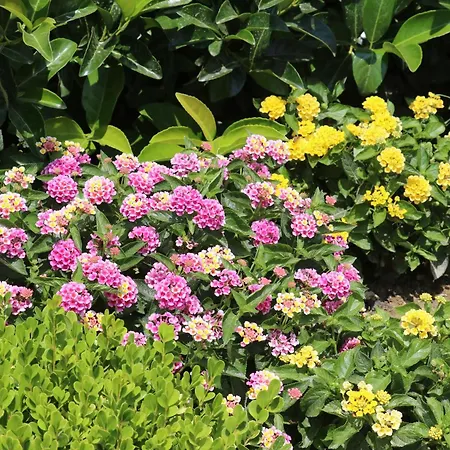 Appartamento Halil Aslan Taysas Nova *